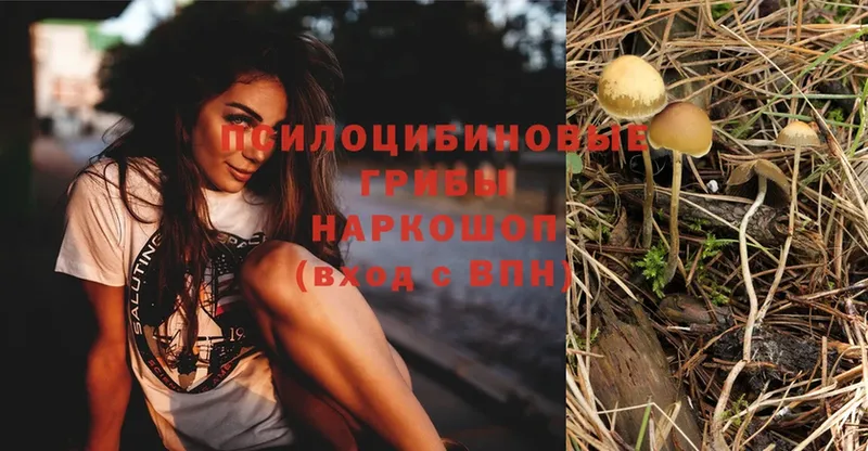 Псилоцибиновые грибы Psilocybine cubensis  Петушки 